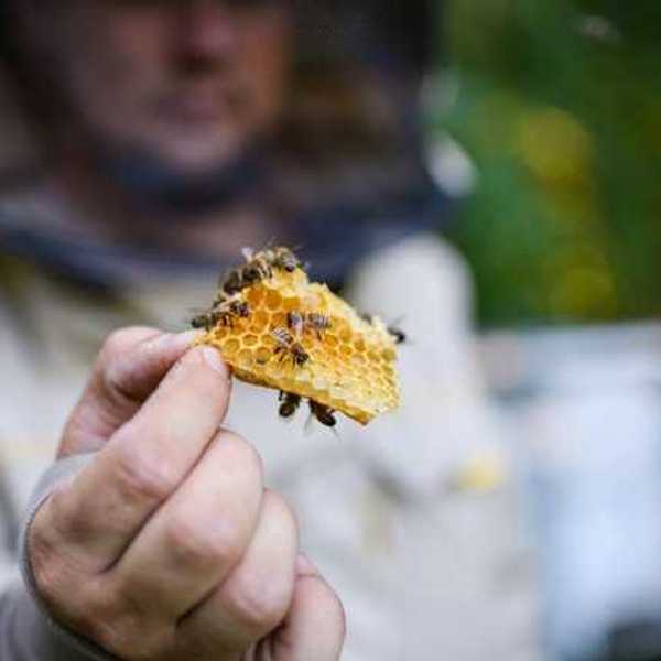A person holding a honey comb with bees on it