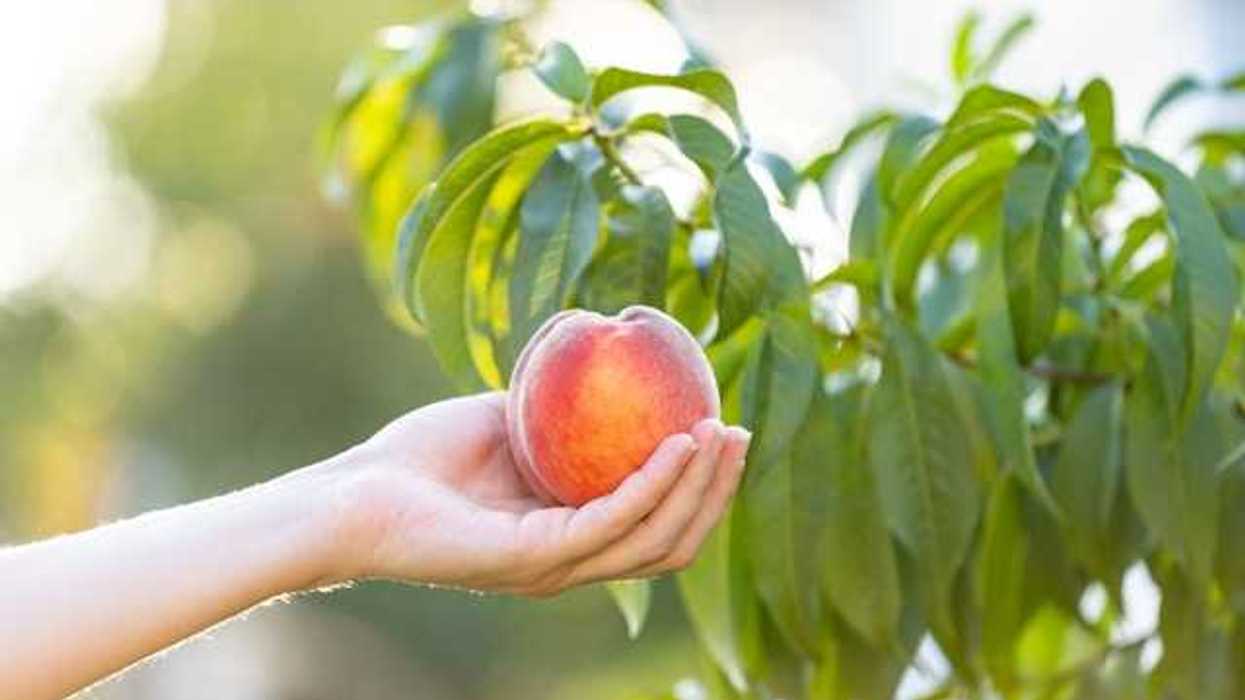 A person holding a peach in their hands with a tree in the background
