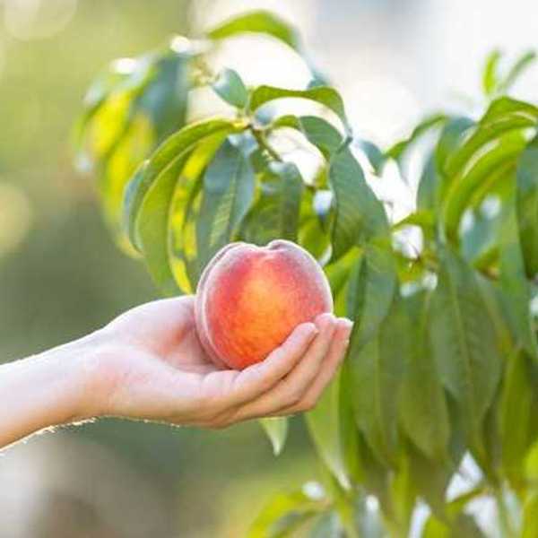 A person holding a peach in their hands with a tree in the background
