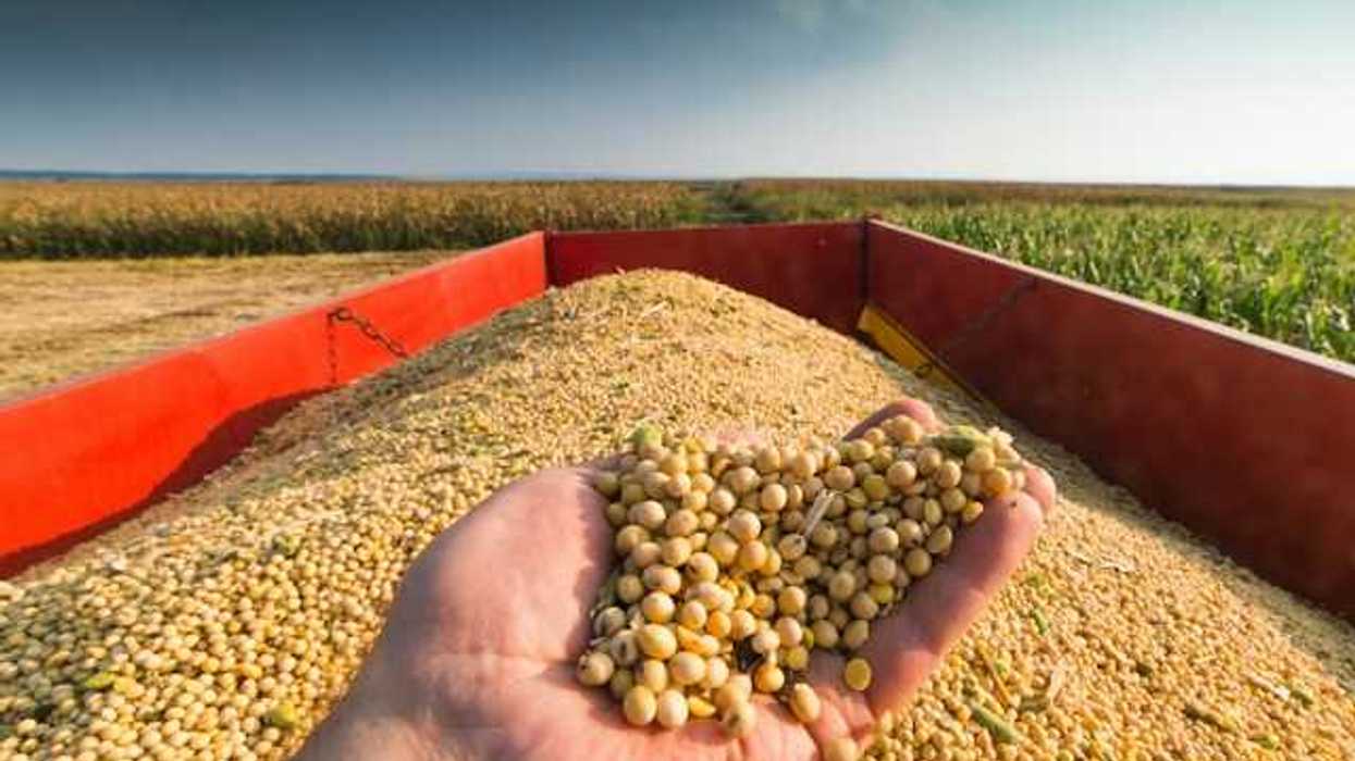 A person holding a pile of soybeans in their hand with a truck full of soybeans in the background