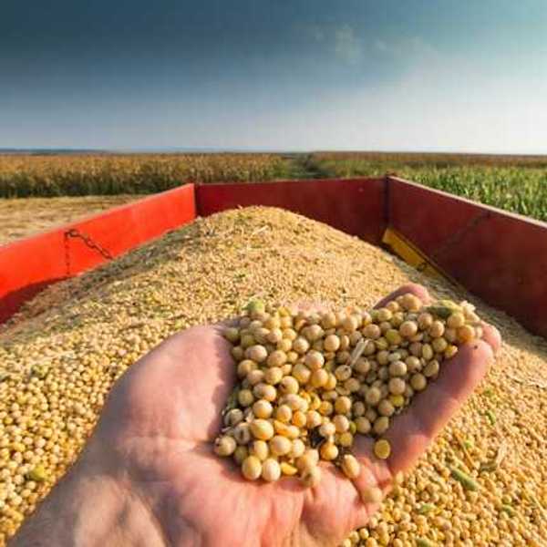 A person holding a pile of soybeans in their hand with a truck full of soybeans in the background