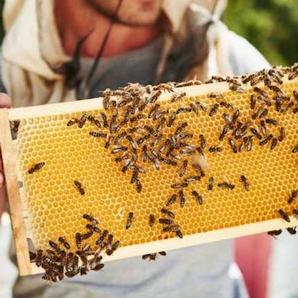 A person holding a tray with bees and honey