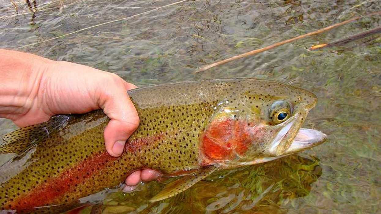 A person releasing a trout into a river