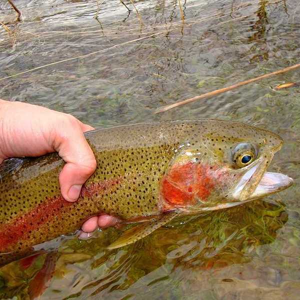 A person releasing a trout into a river