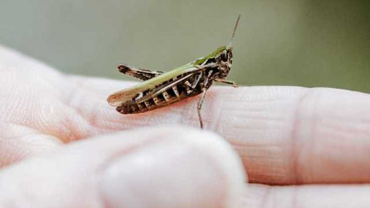 A person's hand with a small grasshopper on it