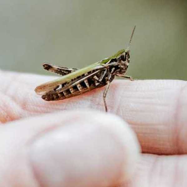 A person's hand with a small grasshopper on it