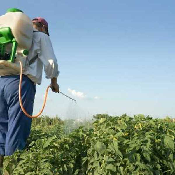 A person spraying pesticide in a field
