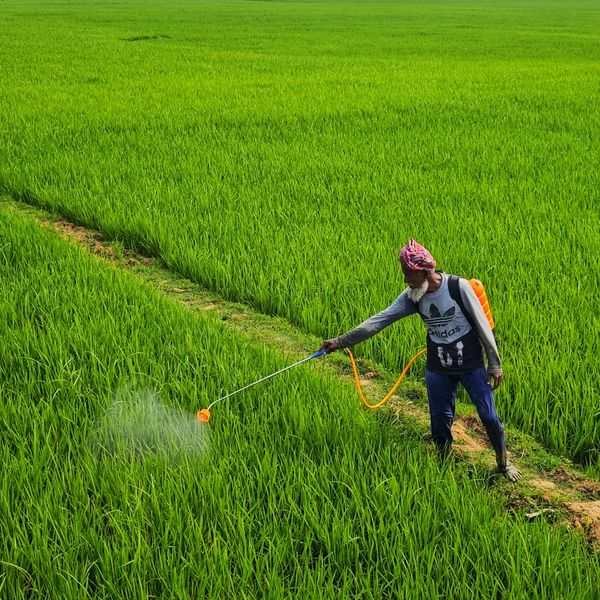 a person spraying pesticide on a green field