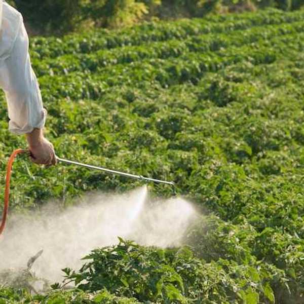 A person spraying pesticides on a green field