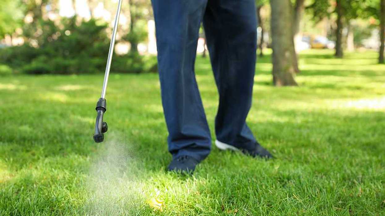 A person spraying pesticides on a green lawn