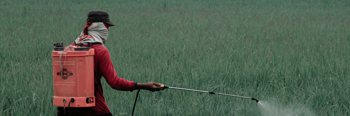 A person sprays pesticides in a field