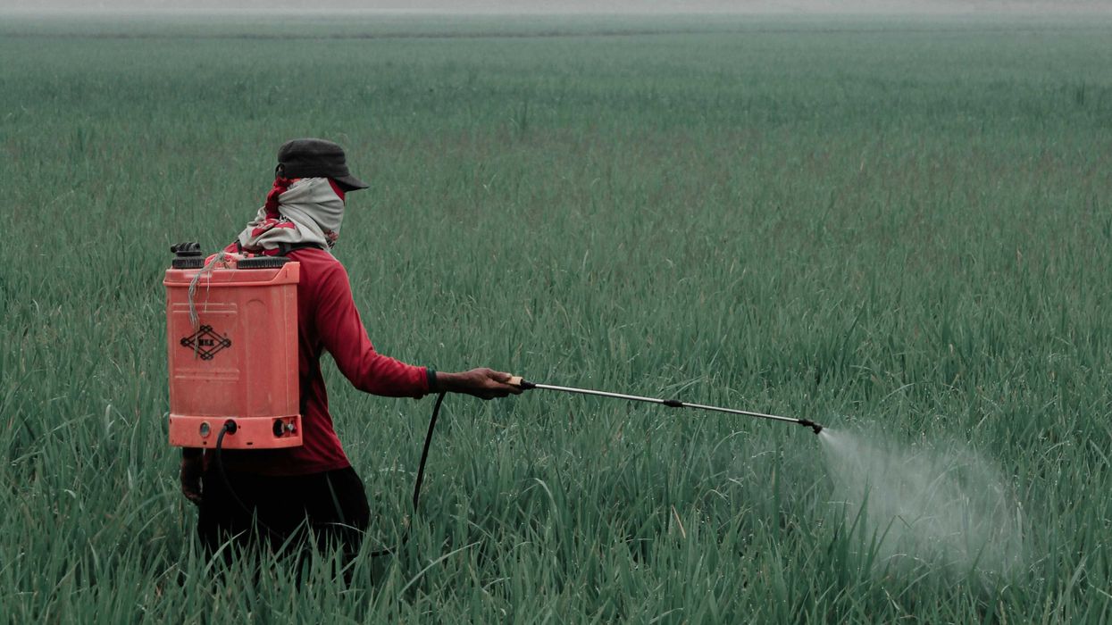 A person sprays pesticides in a field