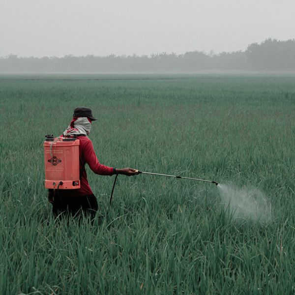 A person sprays pesticides in a field