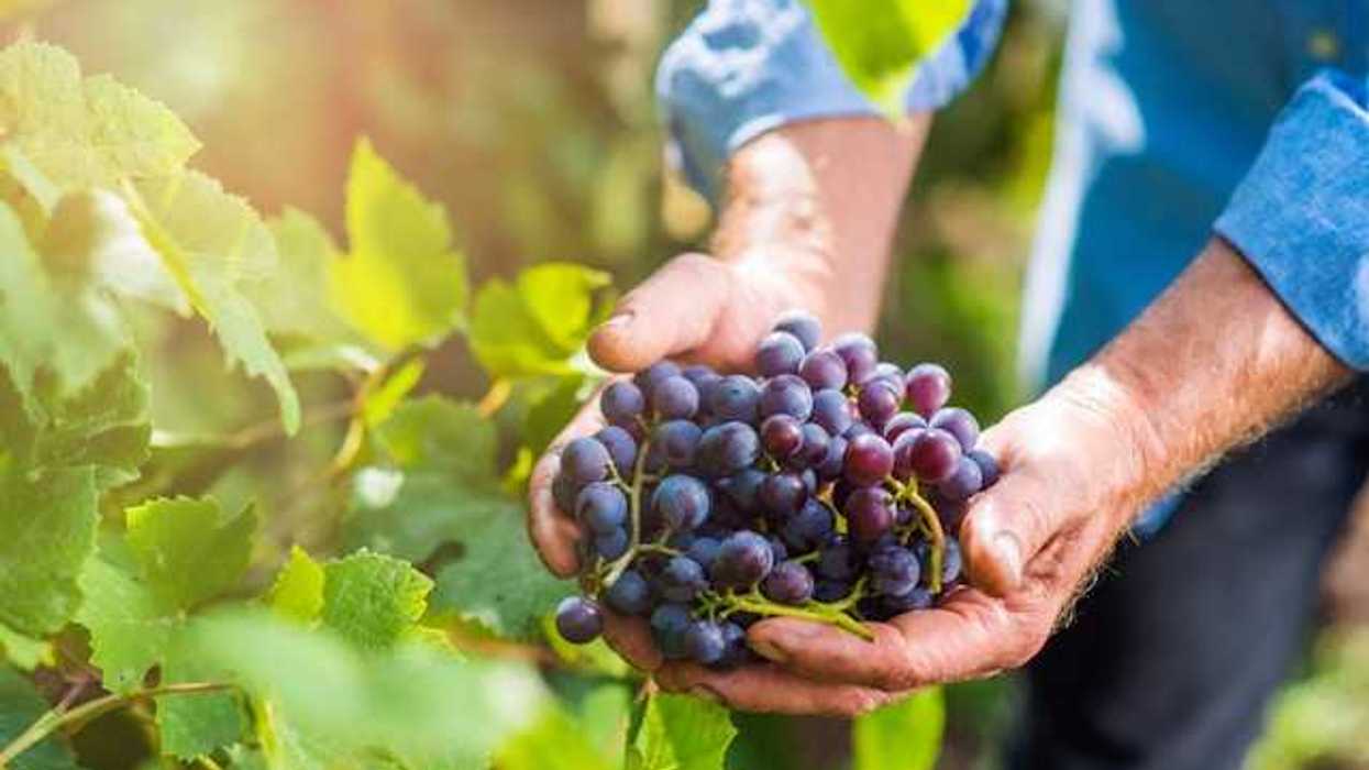 A person standing next to grape vines holding a handful of grapes