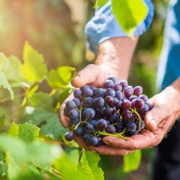 A person standing next to grape vines holding a handful of grapes