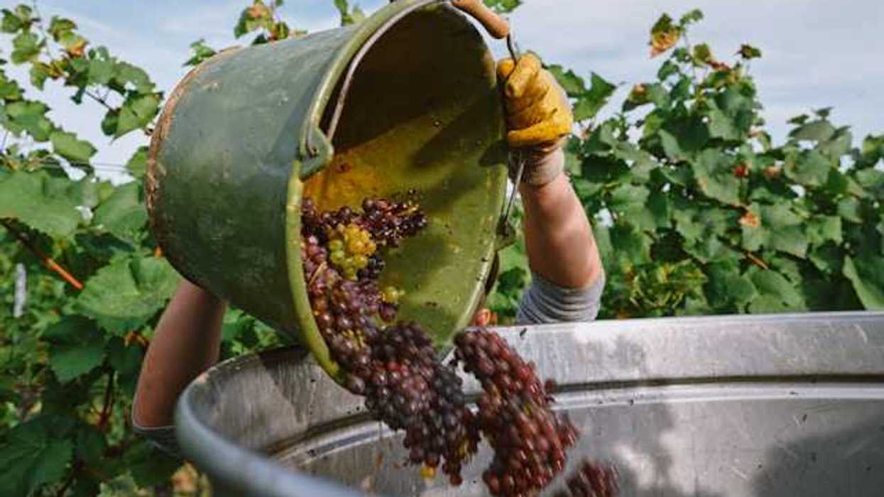 A person tossing a bucket full of grapes into a larger container