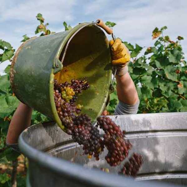 A person tossing a bucket full of grapes into a larger container
