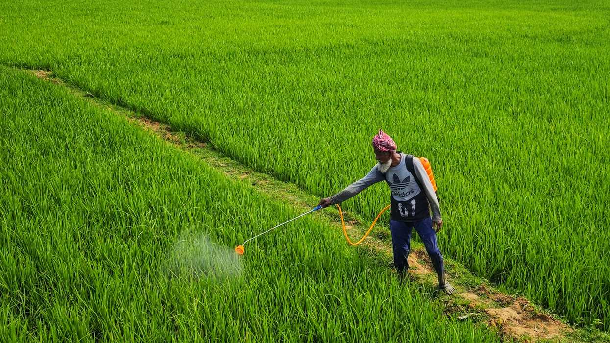 a person uses a hand-held wand to spray pesticide on a green field.