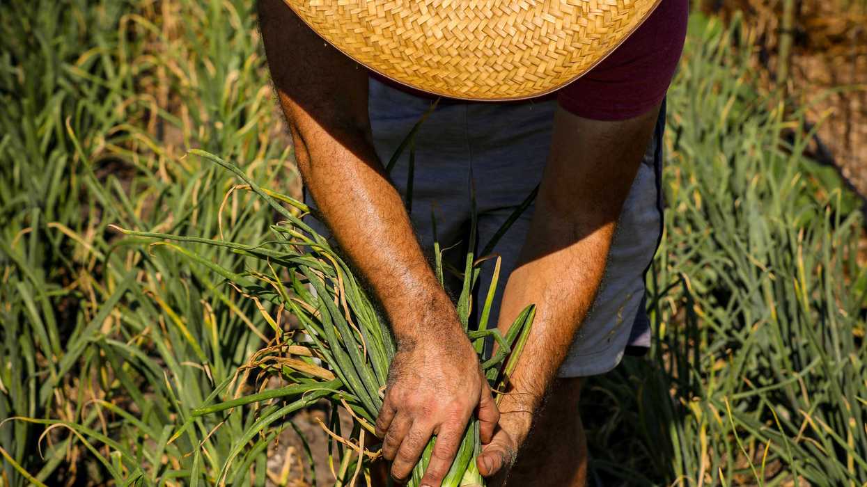 a person wearing a straw hat and holding some onions in a field.