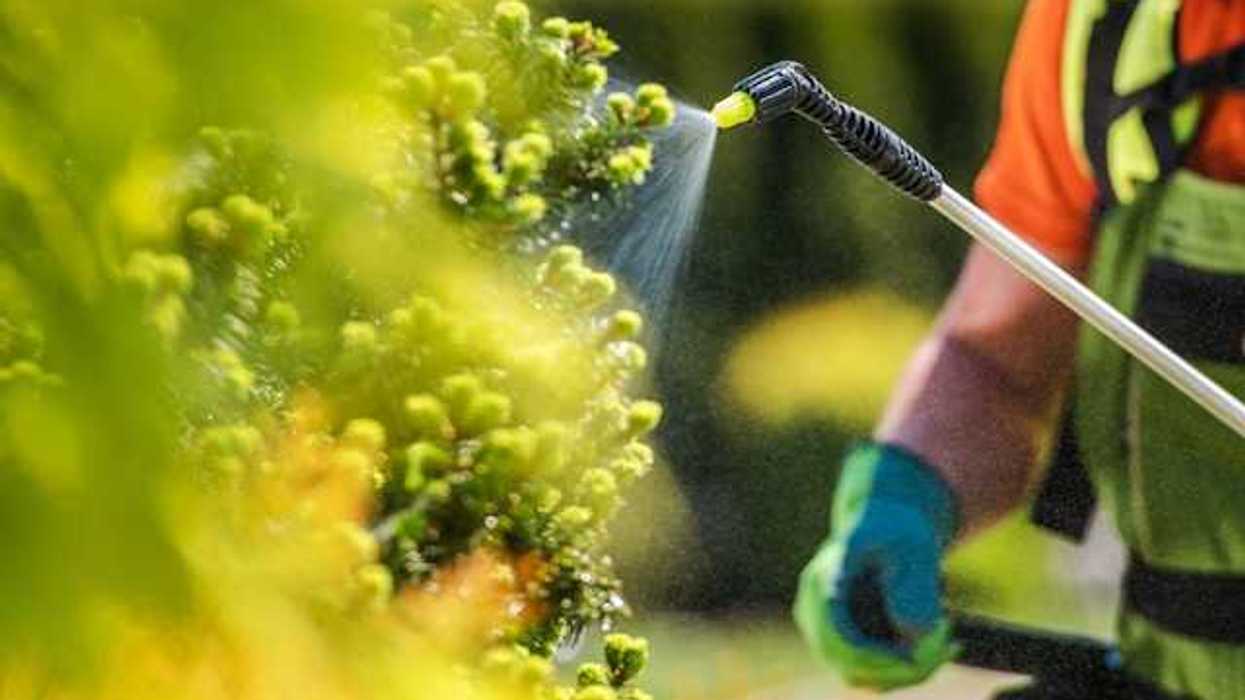 A person wearing gloves applying pesticides to a bush