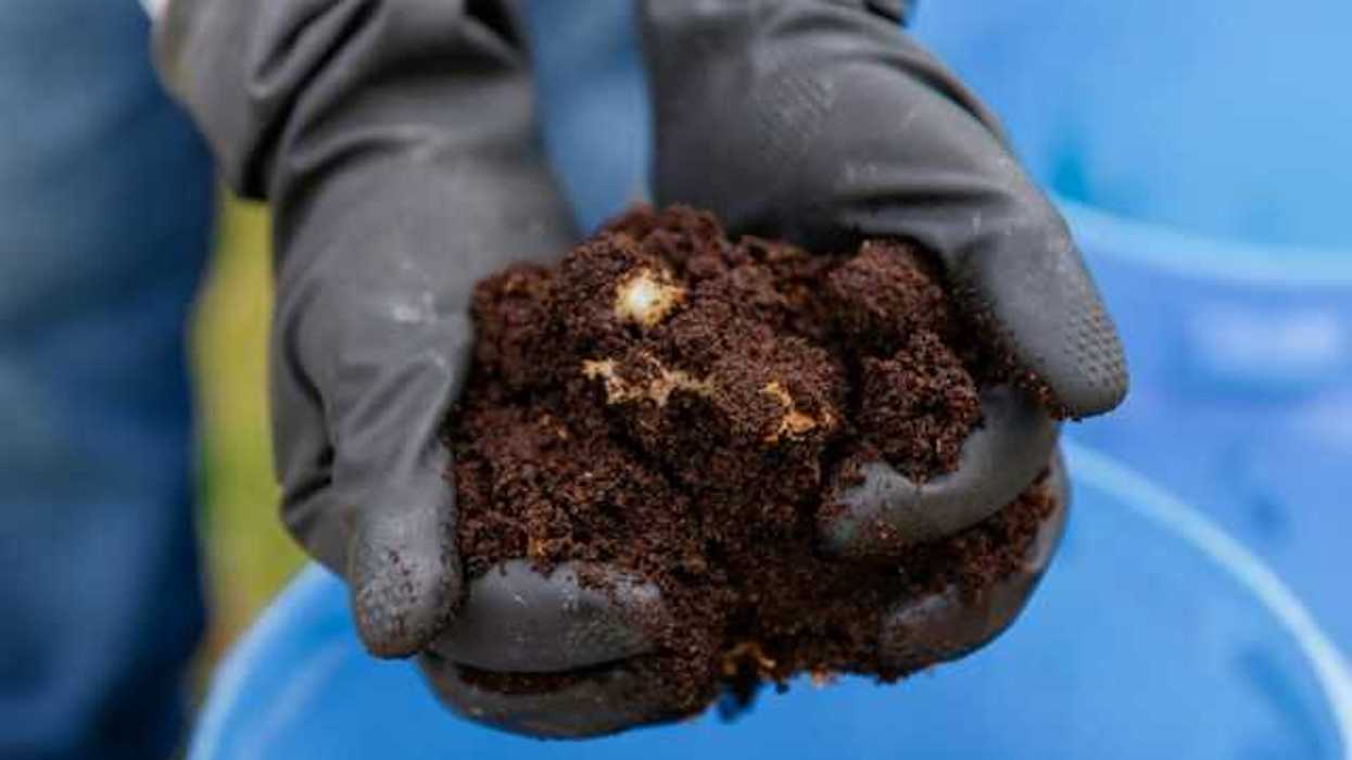 A person wearing plastic gloves and holding a handful of dark soil or compost