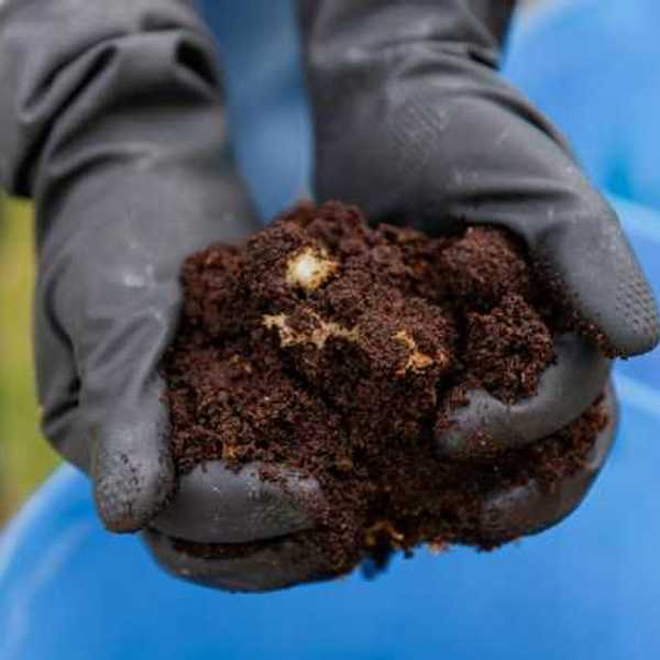 A person wearing plastic gloves and holding a handful of dark soil or compost