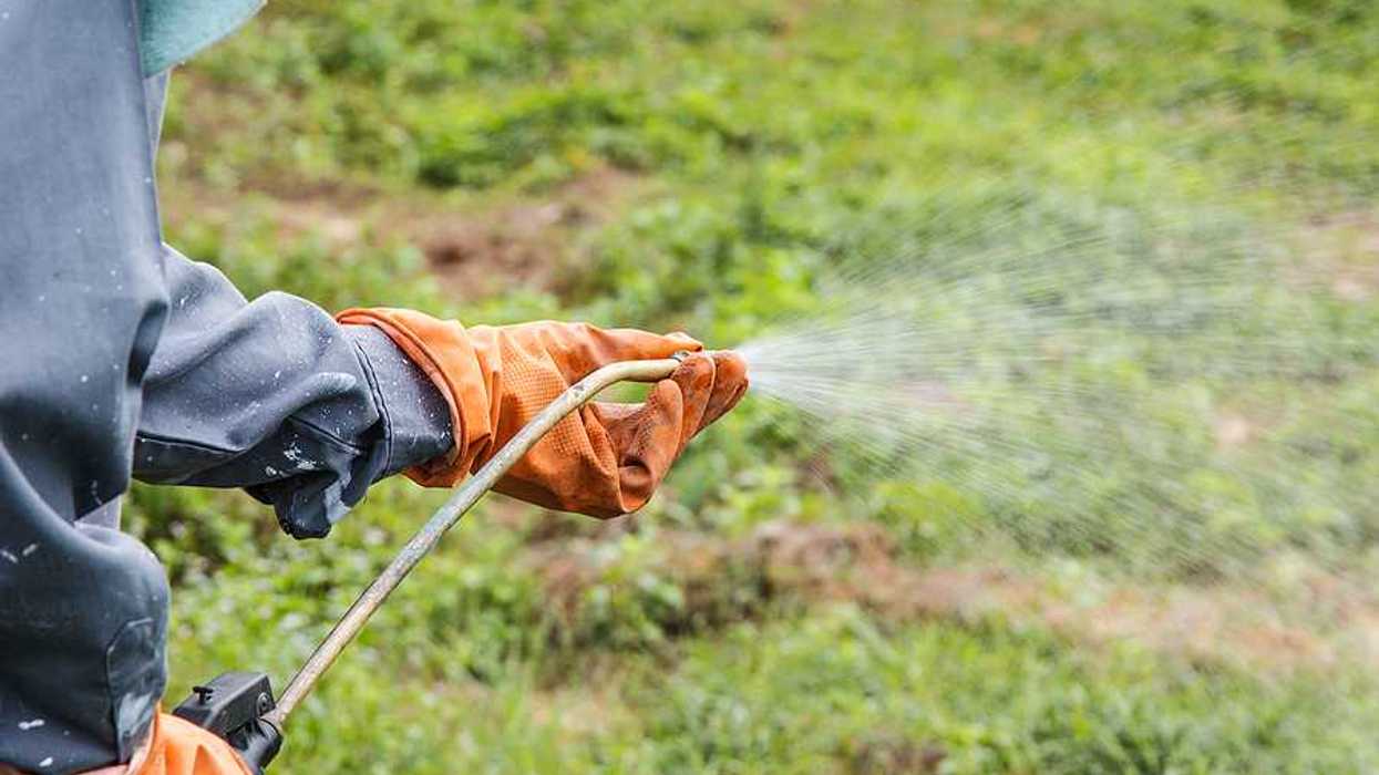 A person wearing rubber gloves spraying herbicide on a green field