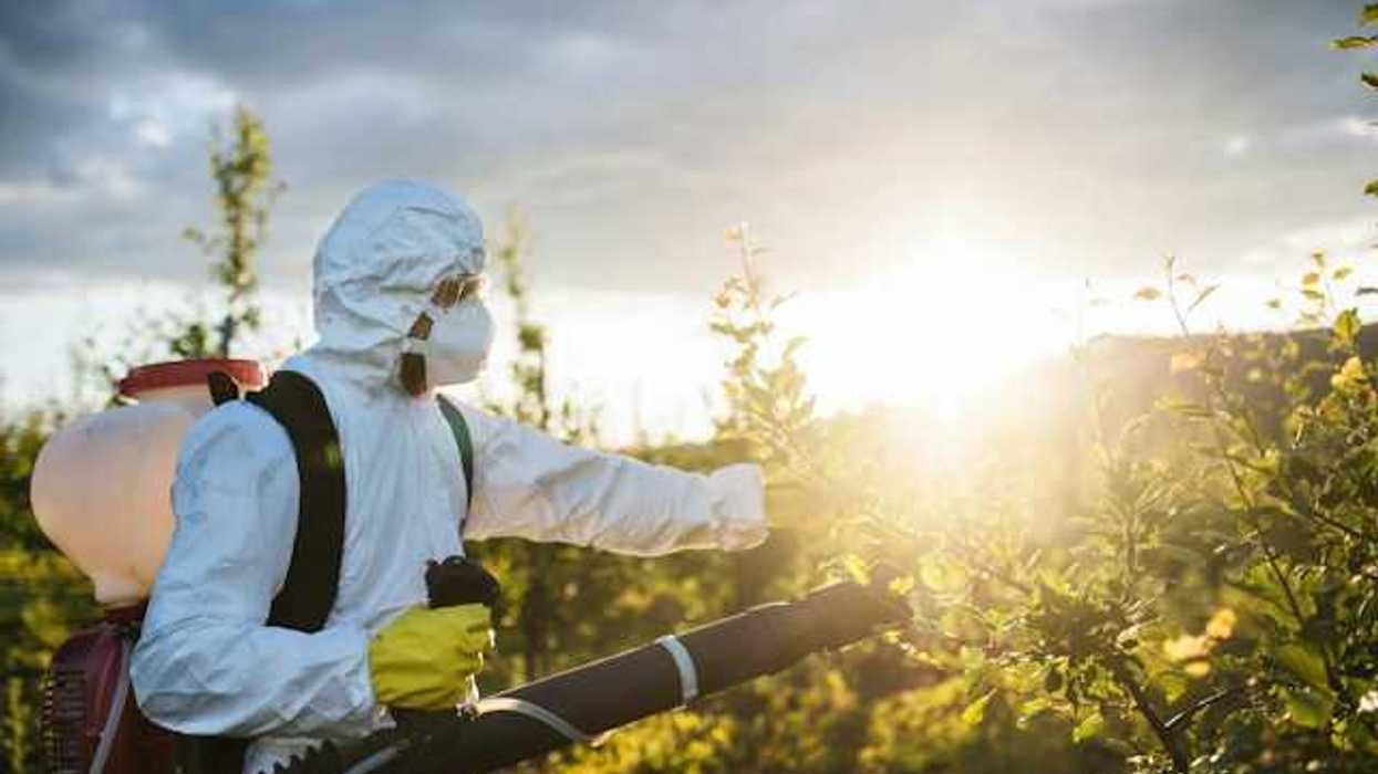 A person wearing white hazmat gear fumigates an orchard with pesticides