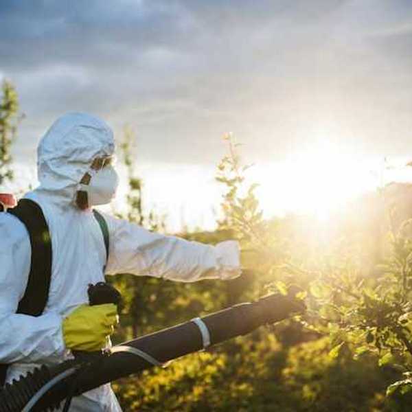 A person wearing white hazmat gear fumigates an orchard with pesticides
