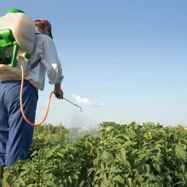 A person with a jug of pesticide liquid on his back spraying liquid onto a field