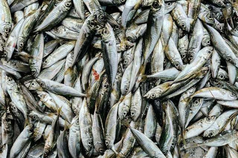 Toxic ocean crisis in Papua New Guinea sparks mass marine die-off and public health emergency