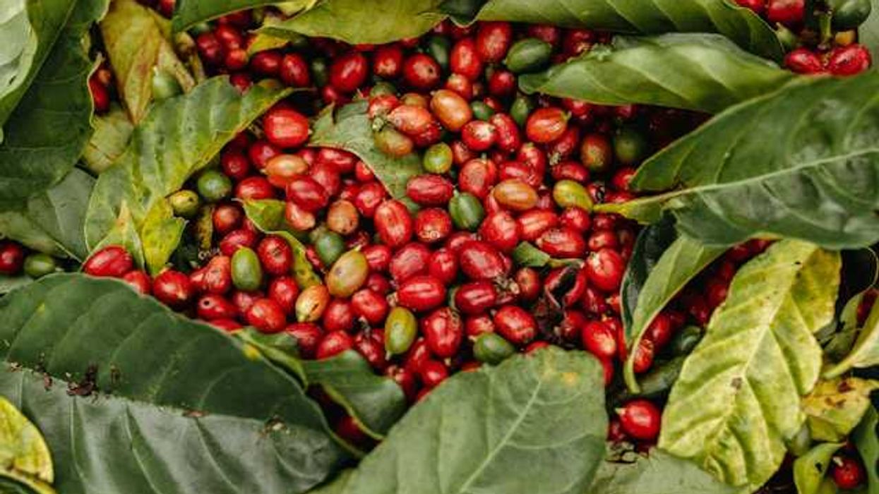 Brazilian researchers remix coffee varieties to confront climate challenge