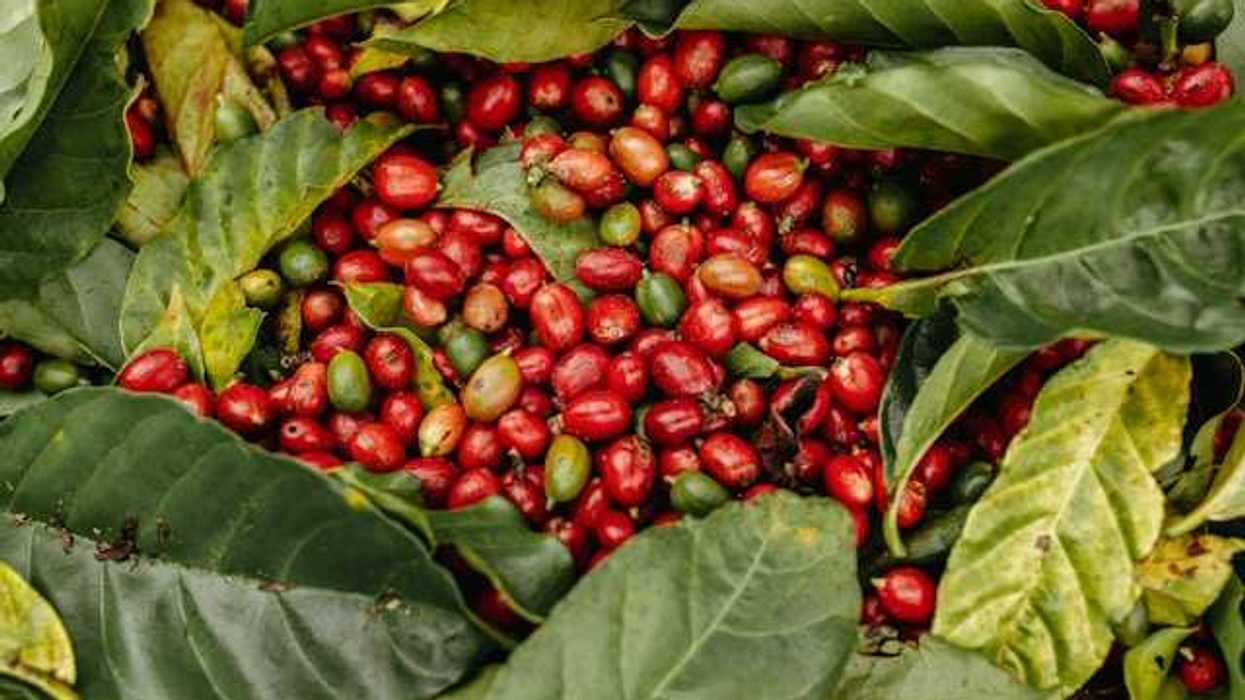 A pile of red and green coffee beans