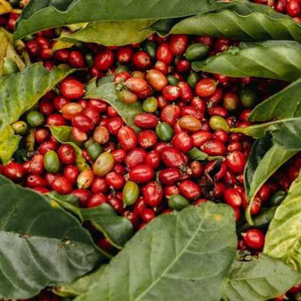 A pile of red and green coffee beans