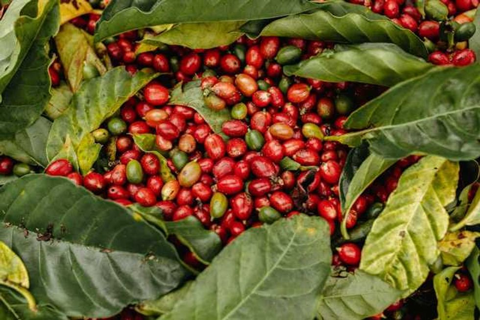 Brazilian researchers remix coffee varieties to confront climate challenge