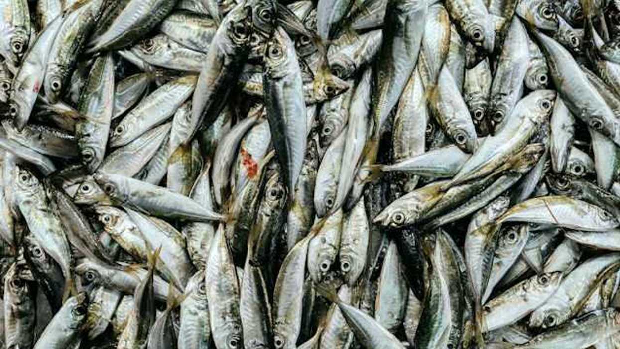 A pile of small fish