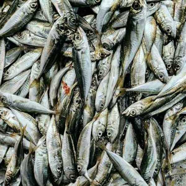 A pile of small fish