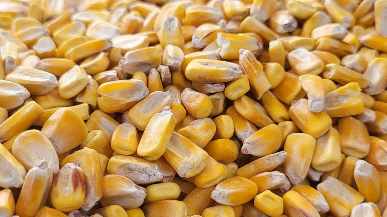 a pile of yellow corn seeds.