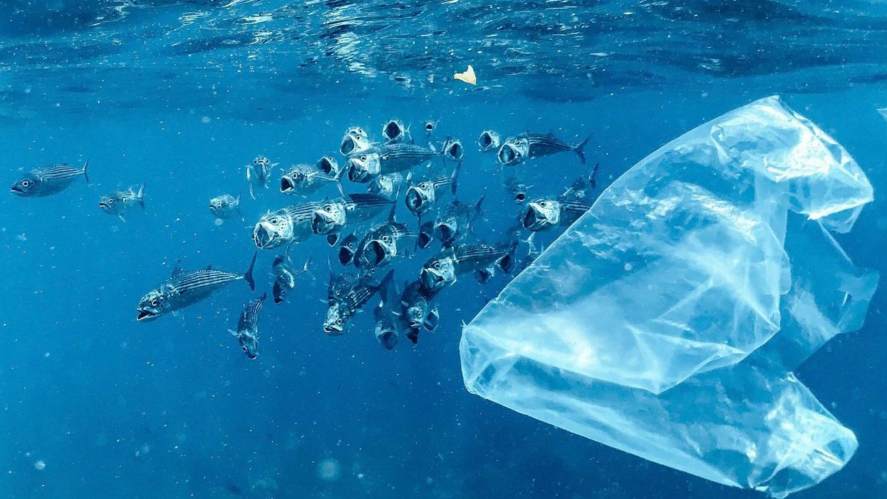 A plastic bag floating in a body of water with a school of fish swimming by.