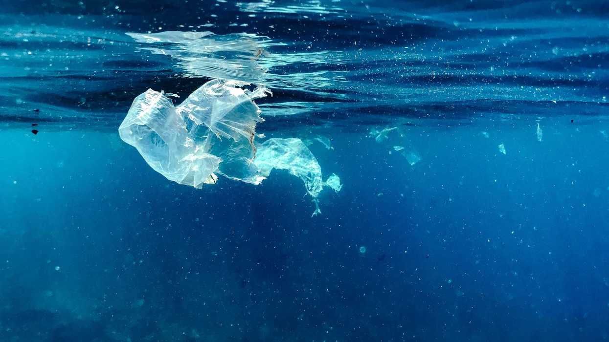 A plastic bag floating in the water.