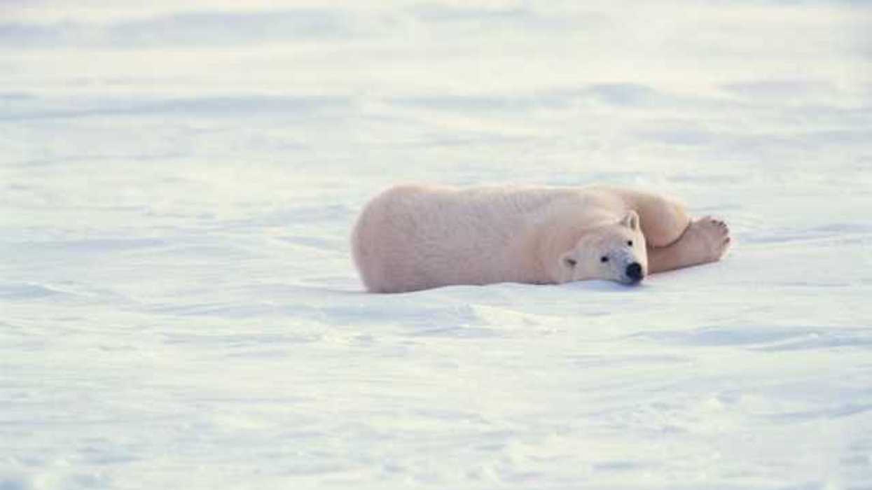 A polar bear lounging on a field of ice
