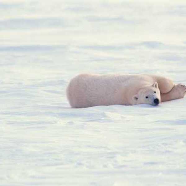 A polar bear lounging on a field of ice