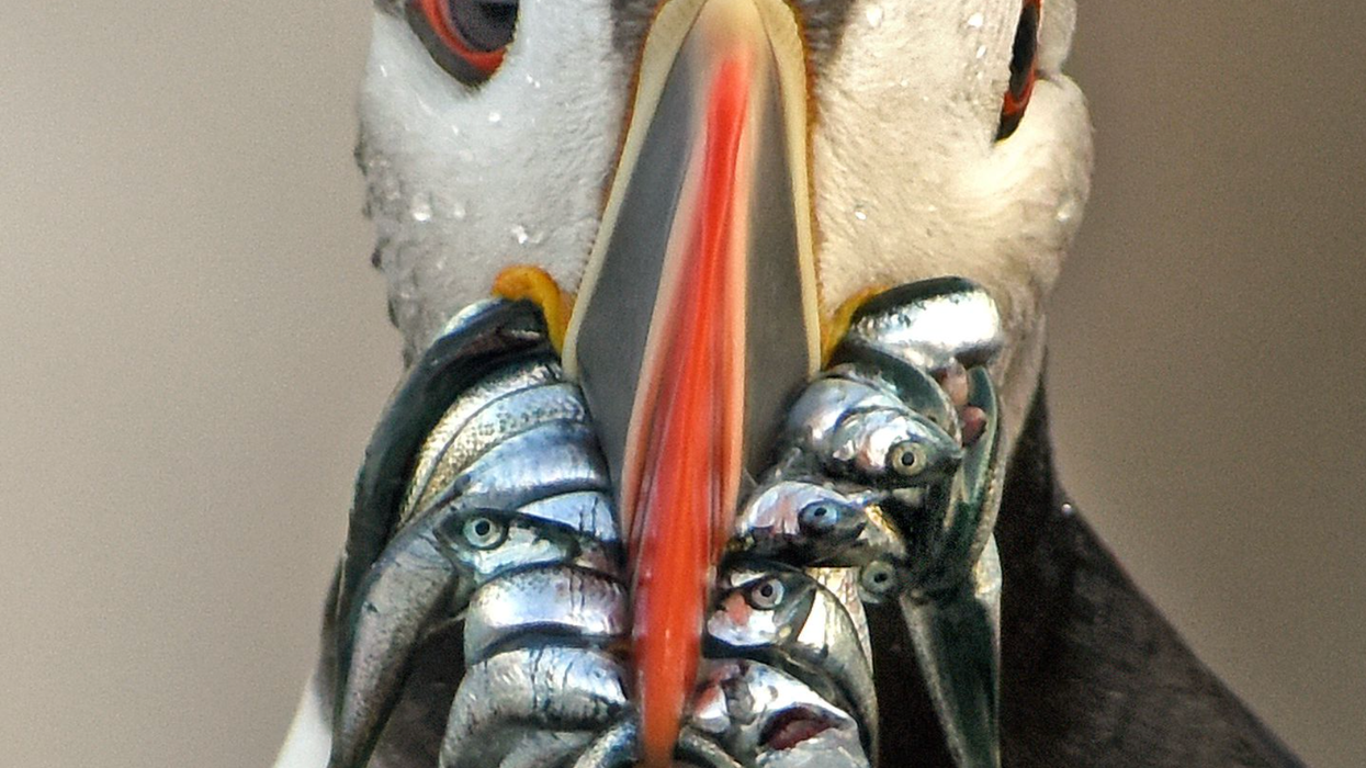 Solving the climate crisis will help both ‘sacrifice zones’ and ‘cute’ puffins