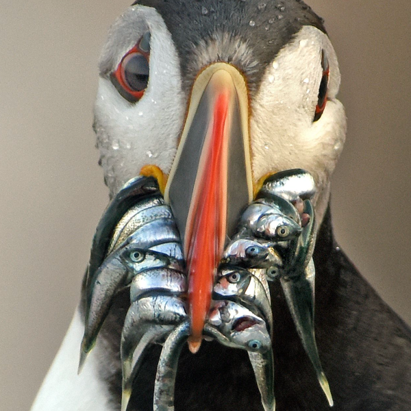 Solving the climate crisis will help both ‘sacrifice zones’ and ‘cute’ puffins