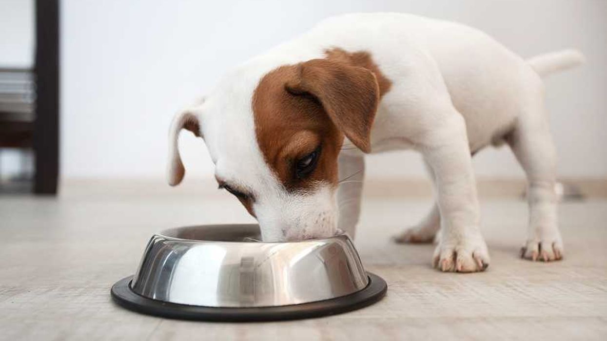 A puppy with its face in a dog bowl
