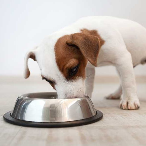 A puppy with its face in a dog bowl
