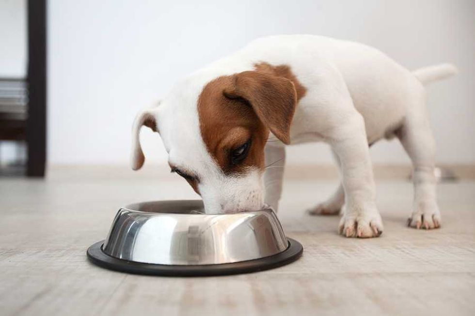 Carbon pawprint: Your dog’s dinner may have a greater climate impact than your own