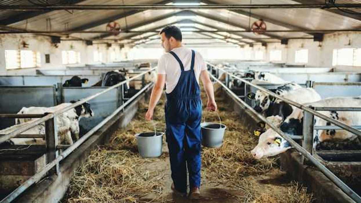 A rancher walks through a barn carrying pails of food or water surrounded by black and white cows