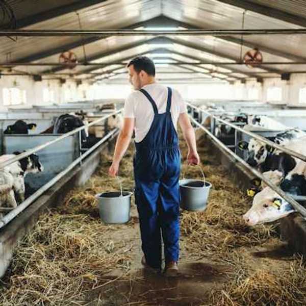 A rancher walks through a barn carrying pails of food or water surrounded by black and white cows