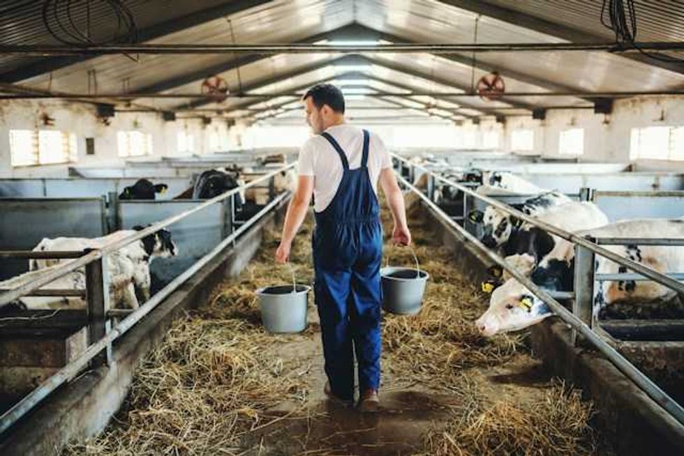 Why beef prices keep rising as drought shrinks US cattle herds